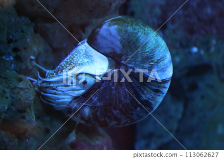 Perlboot nautilus (Nautilidae) Perlboot nautilus (Nautilidae) 113062627
