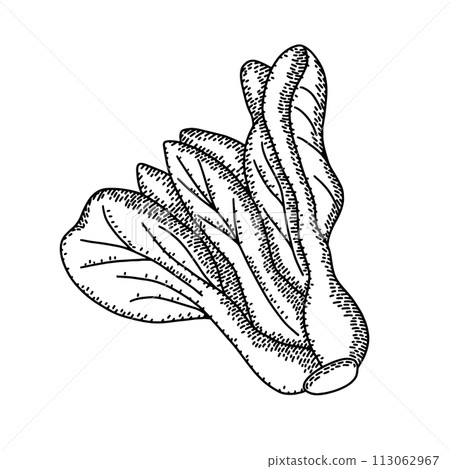 Vintage engraved drawing of cabbage pak choi. Food engraved style illustration. Detailed hand drawn contour vegetarian sketch. Great for label, poster, print, menu Vintage engraved drawing of cabbage pak choi. Food engraved style illustration. Detailed hand drawn contour vegetarian sketch. Great for label, poster, print, menu 113062967