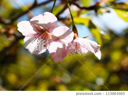 Pink cherry blossoms bloom vibrantly in the spring sunlight 113063005