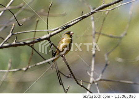 石雀棲息在樹枝上 113063086