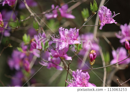 The crimson-purple colour of the early spring woods The crimson-purple colour of the early spring woods 113063253