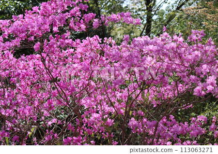 晨光襯托出杜鵑花的花朵 - 7 晨光襯托出杜鵑花的花朵 - 7 113063271