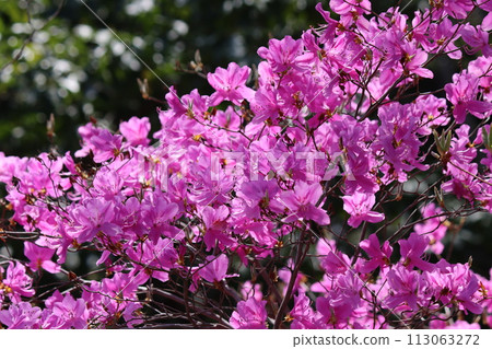 晨光襯托出杜鵑花 - 8 113063272