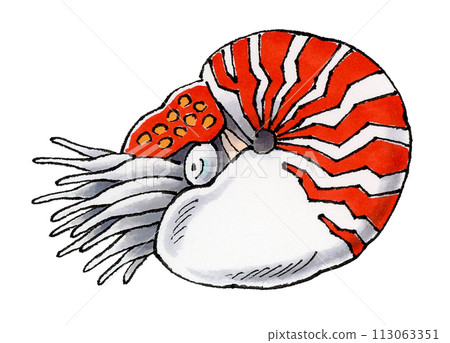 Nautilus Nautilus 113063351