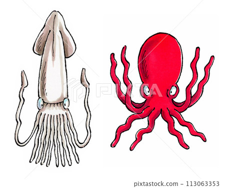 魷魚和章魚 113063353