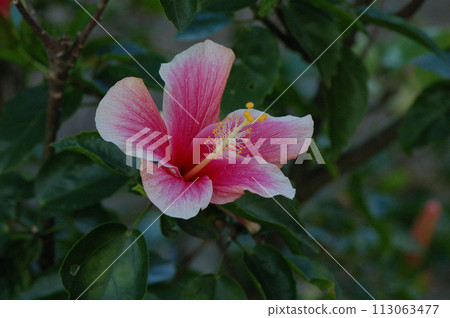 朱槿 朱槿 113063477