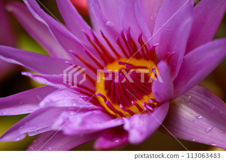 蓮花 蓮花 113063483