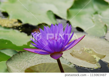 蓮花 113063487