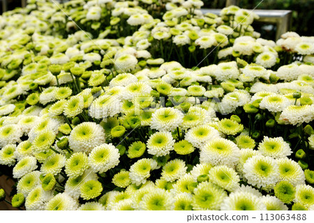 菊花 113063488