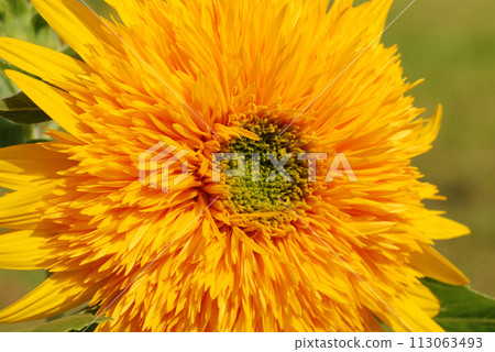 菊花 113063493