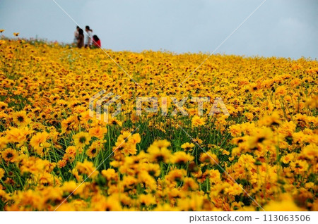 Chrysanthemum Chrysanthemum 113063506