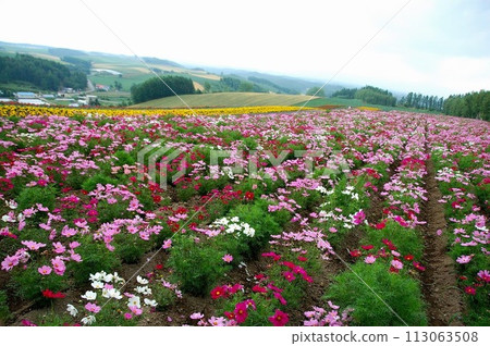 Cosmos Cosmos 113063508