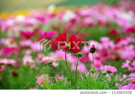 Cosmos Cosmos 113063509