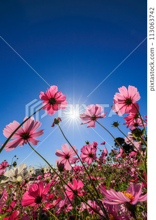 Cosmos shining in the blue sky 113063742