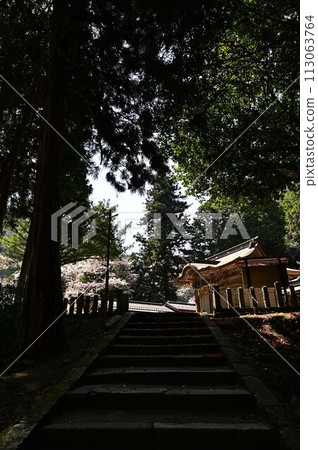 春天櫻花盛開的文寶寺 春天櫻花盛開的文寶寺 113063764