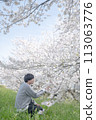 A man admiring cherry blossoms 113063776