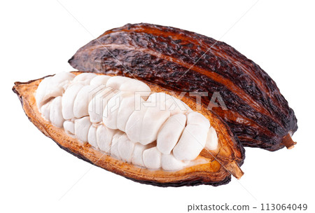 Fresh cacao fruits isolated on white background. Dark red cocoa pods. Clipping path. Fresh cacao fruits isolated on white background. Dark red cocoa pods. Clipping path. 113064049