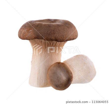 King oyster mushroom isolated on white background. Pleurotus eryngii mushroom. King oyster mushroom isolated on white background. Pleurotus eryngii mushroom. 113064055