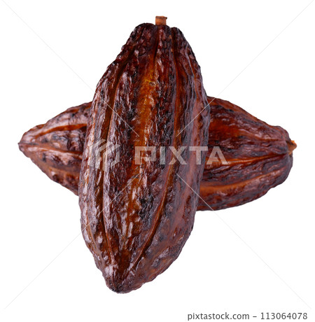 Fresh cacao fruits isolated on white background. Dark red cocoa pods. Clipping path. 113064078
