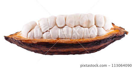 Fresh cacao fruits isolated on white background. Dark red cocoa pods. Clipping path. Fresh cacao fruits isolated on white background. Dark red cocoa pods. Clipping path. 113064090