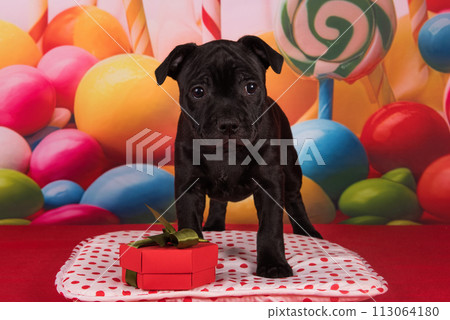 American Staffordshire Bull Terrier dog puppy with gift bow on red background American Staffordshire Bull Terrier dog puppy with gift bow on red background 113064180