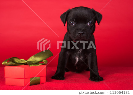American Staffordshire Bull Terrier dog puppy with gift bow on red background American Staffordshire Bull Terrier dog puppy with gift bow on red background 113064181