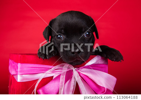 American Staffordshire Bull Terrier dog puppy in a box with bow on red background American Staffordshire Bull Terrier dog puppy in a box with bow on red background 113064188