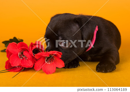 American Staffordshire Bull Terrier dog puppy with red poppies in a yellow background American Staffordshire Bull Terrier dog puppy with red poppies in a yellow background 113064189