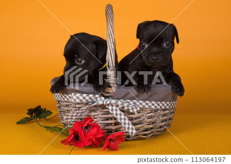Two American Staffordshire Bull Terrier dogs puppies in a basket yellow background 113064197