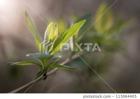 Young sprouting buds on a tree in the spring sun. Young sprouting buds on a tree in the spring sun. 113064405