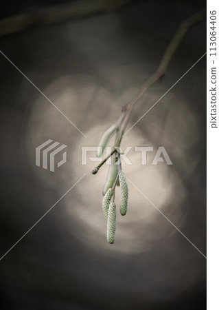 Catkins on a hazel Corylus avellana with little depth of field and backlight from the sun.Catkins on a hazel Corylus avellana with little depth of field and backlight from the sun. Catkins on a hazel Corylus avellana with little depth of field and backlight from the sun.Catkins on a hazel Corylus avellana with little depth of field and backlight from the sun. 113064406