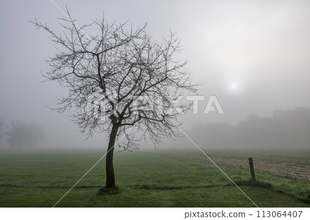 Cherry tree in the mist with a rising sun. 113064407