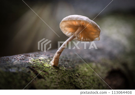 Mushroom on a fallen tree in the autumn sun. Mushroom on a fallen tree in the autumn sun. 113064408