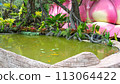 beautiful lotus flower in pond 113064422