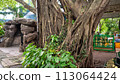stone path in the garden 113064424