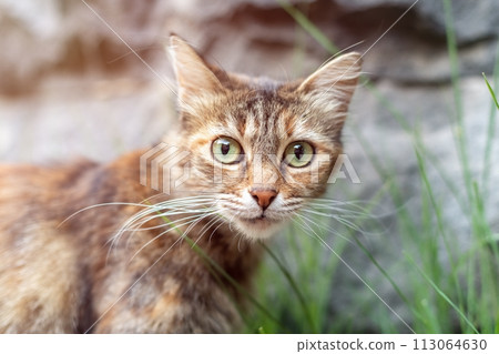 Observant Street Cat Exuding Intelligence and Curious Nature Observant Street Cat Exuding Intelligence and Curious Nature 113064630