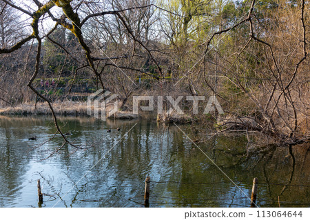 在池塘反映的樹 113064644