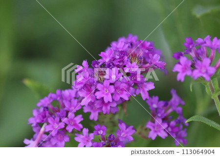 purple verbena blooming in summer purple verbena blooming in summer 113064904