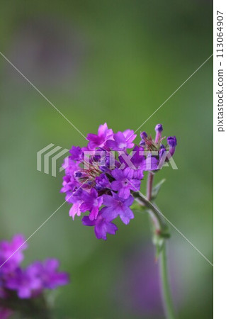 purple verbena blooming in summer purple verbena blooming in summer 113064907