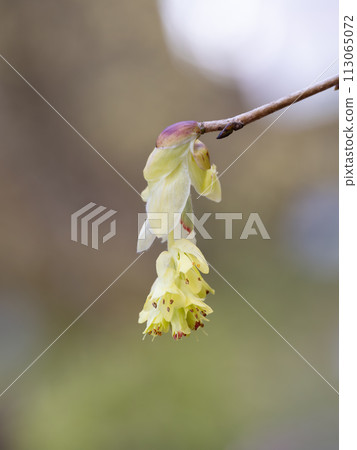 Beautiful Tosamizuki blooming in spring Beautiful Tosamizuki blooming in spring 113065072
