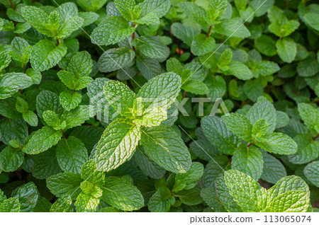 Close-up of mint plant 113065074