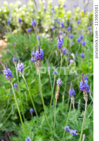 Lavender blooming in the garden 113065081