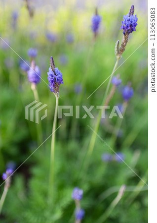 Lavender blooming in the garden Lavender blooming in the garden 113065083