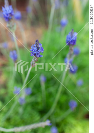 Lavender blooming in the garden 113065084
