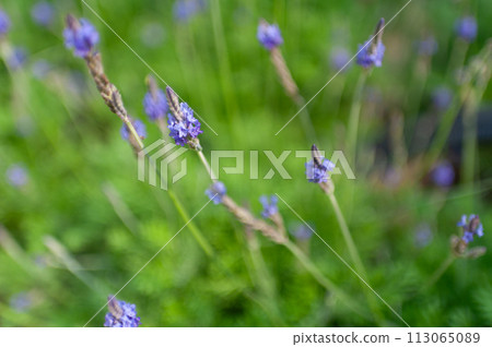 Lavender blooming in the garden 113065089