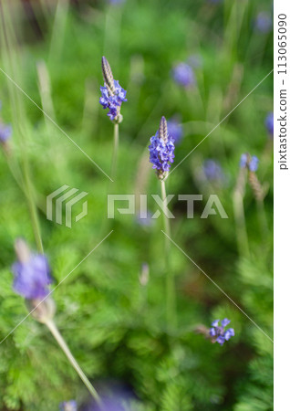 花園裡盛開的薰衣草 花園裡盛開的薰衣草 113065090