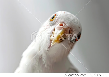 Close Up of White Bird With Yellow Beak 113065156