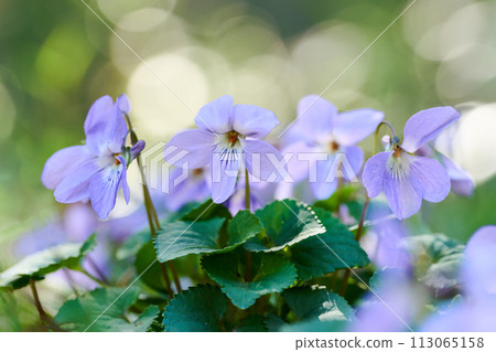Purple violet flower 113065158