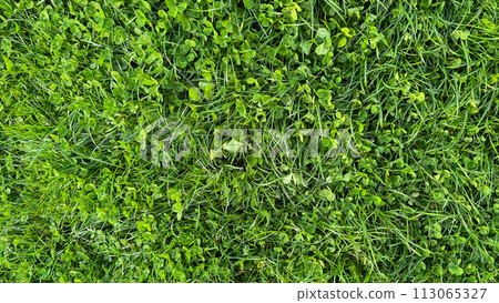 Verdant clover and grass texture top view. Lush green field, spring growth, ground cover plants, and natural background concept for design and print. 113065327
