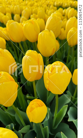 Flowers background. Bright yellow tulips blooming in springtime, close up of floral beauty with sunlight highlighting petals, for gardening and Easter concepts, design for postcards and banners. 113065472